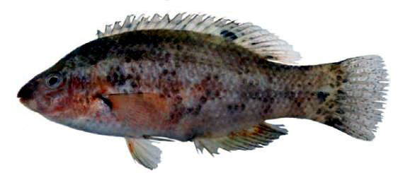 Symphodus roissali_nuevo_01